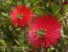 Rote Flaschenbürstenblümchen