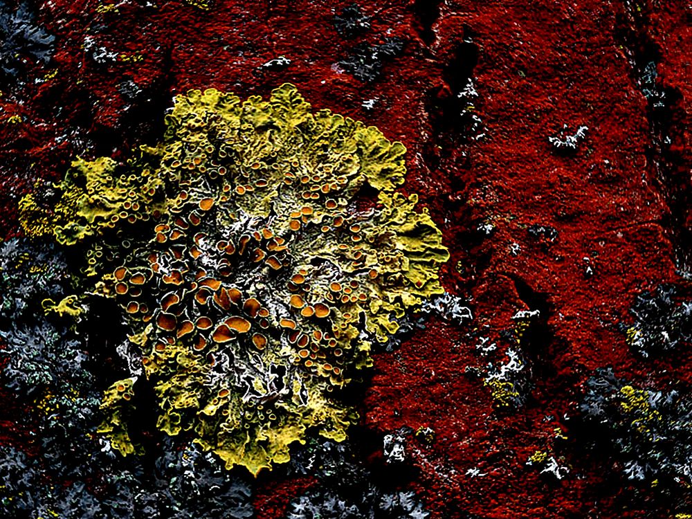 Rote Flechte - Common orange lichen