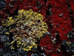 Rote Flechte - Common orange lichen