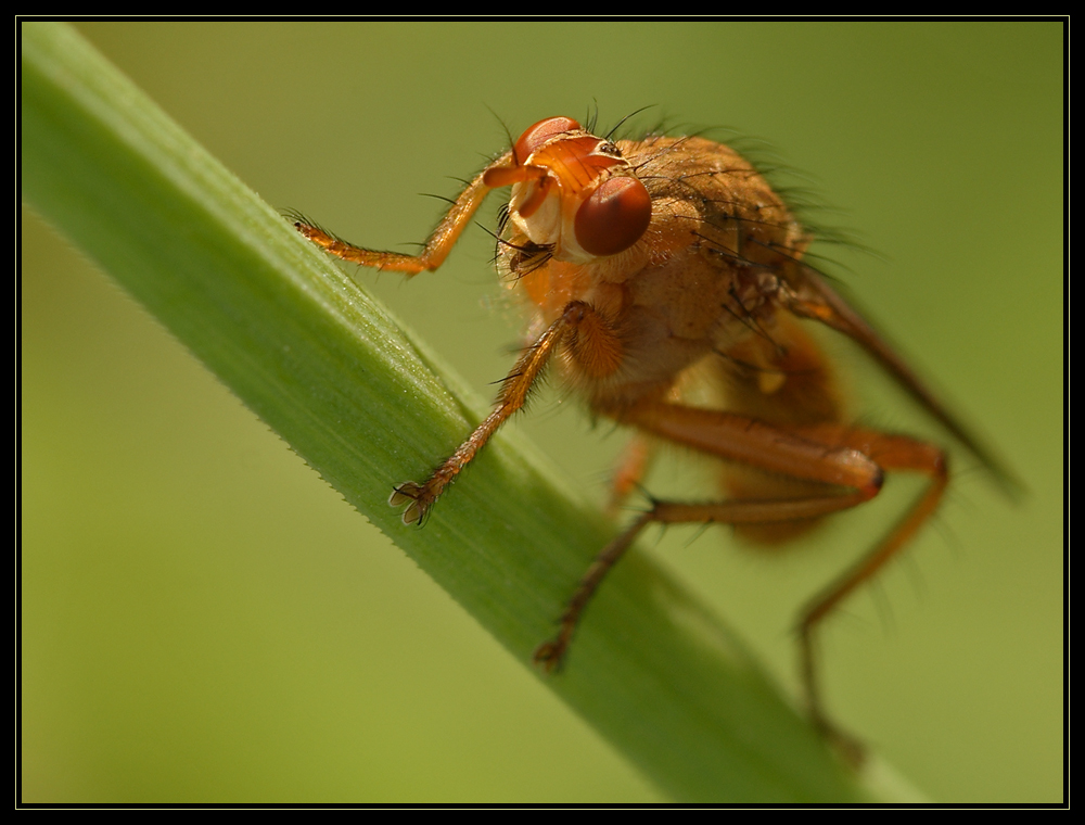 Rote Fliege Foto Bild Tiere Wildlife Insekten Bilder Auf Fotocommunity