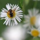 rote Fliege auf dem einjährigen Berufkraut