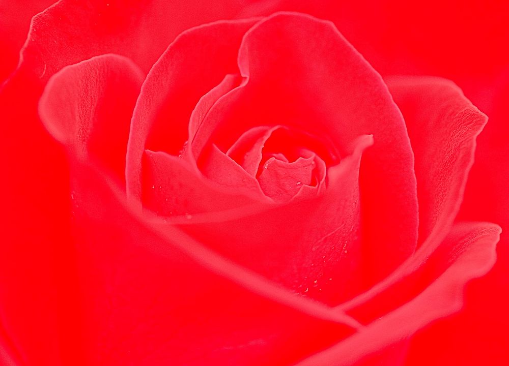 Rote Flower Power Rose von udo pi 