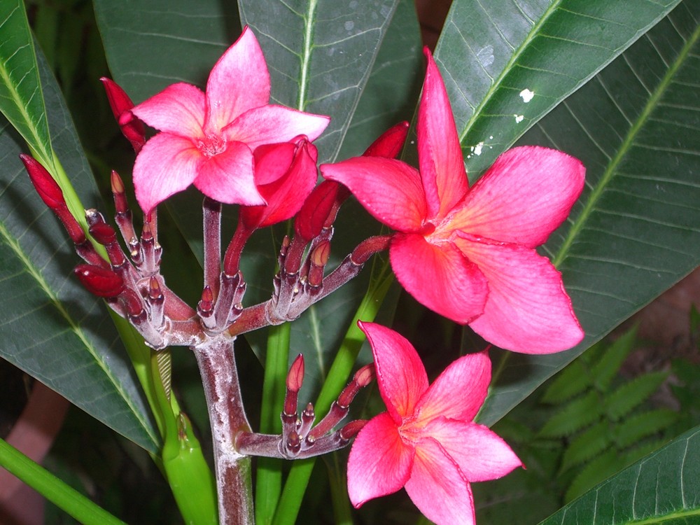 rote Frangipani