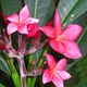 rote Frangipani