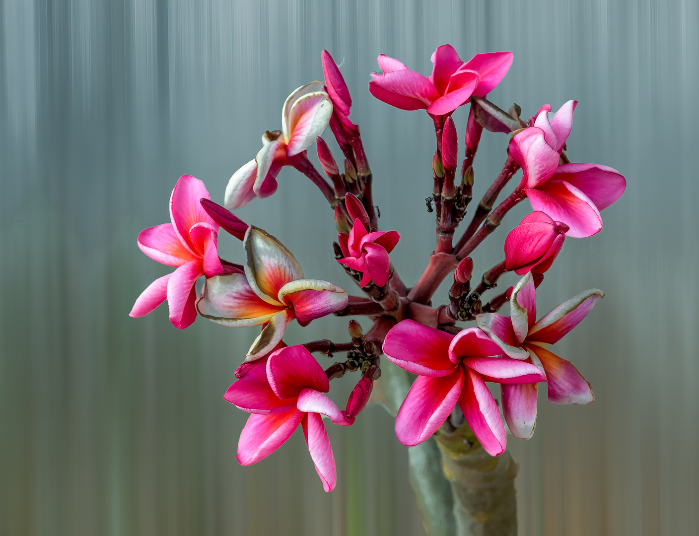 Rote Frangipani