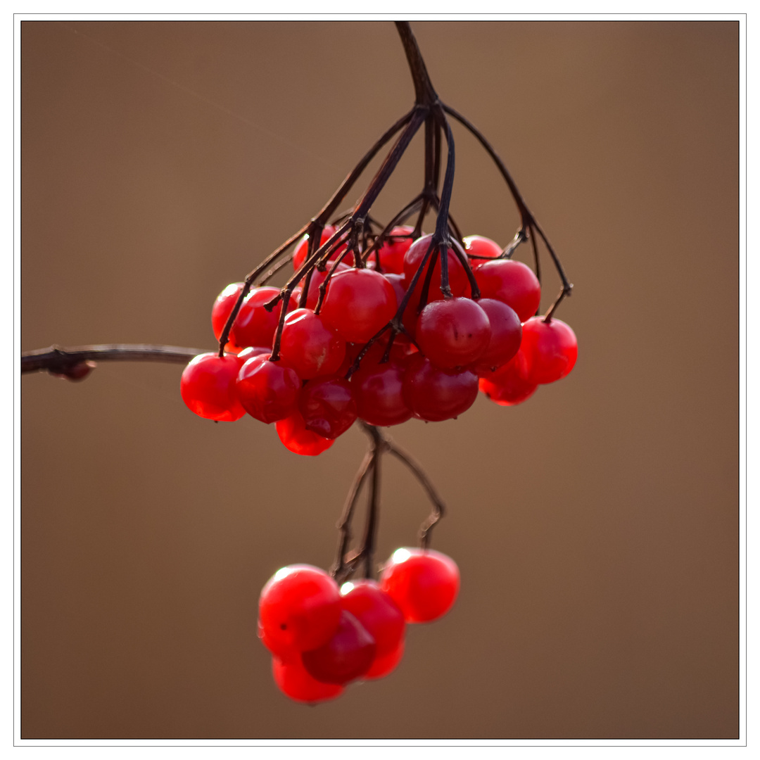 Rote Früchtchen