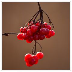 Rote Früchtchen