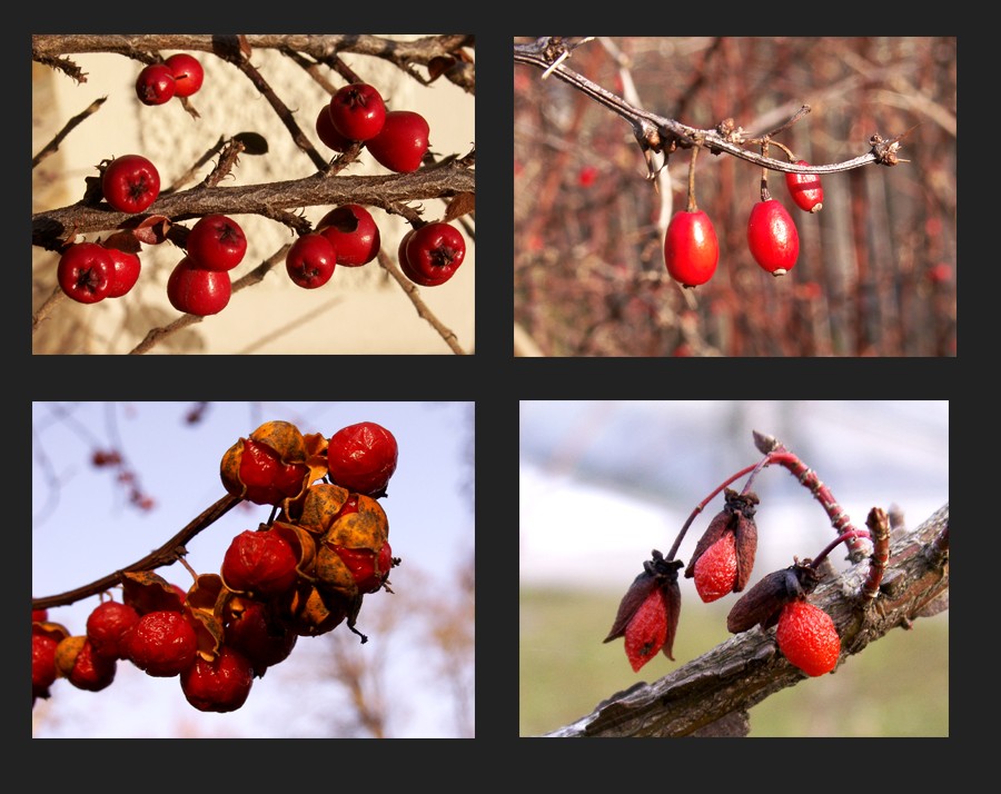 Rote Früchtchen...