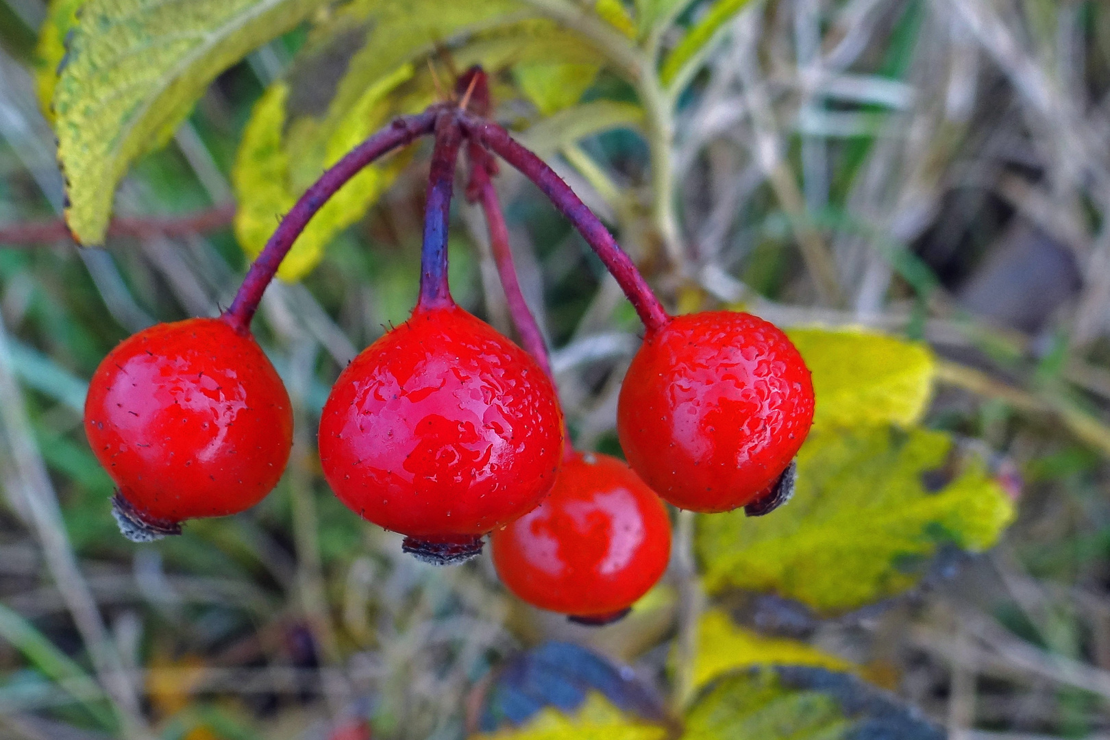 rote Früchtchen 