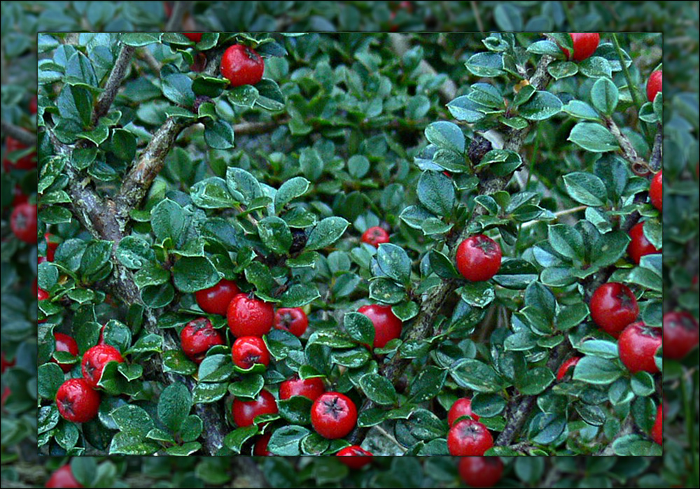 rote Früchtchen