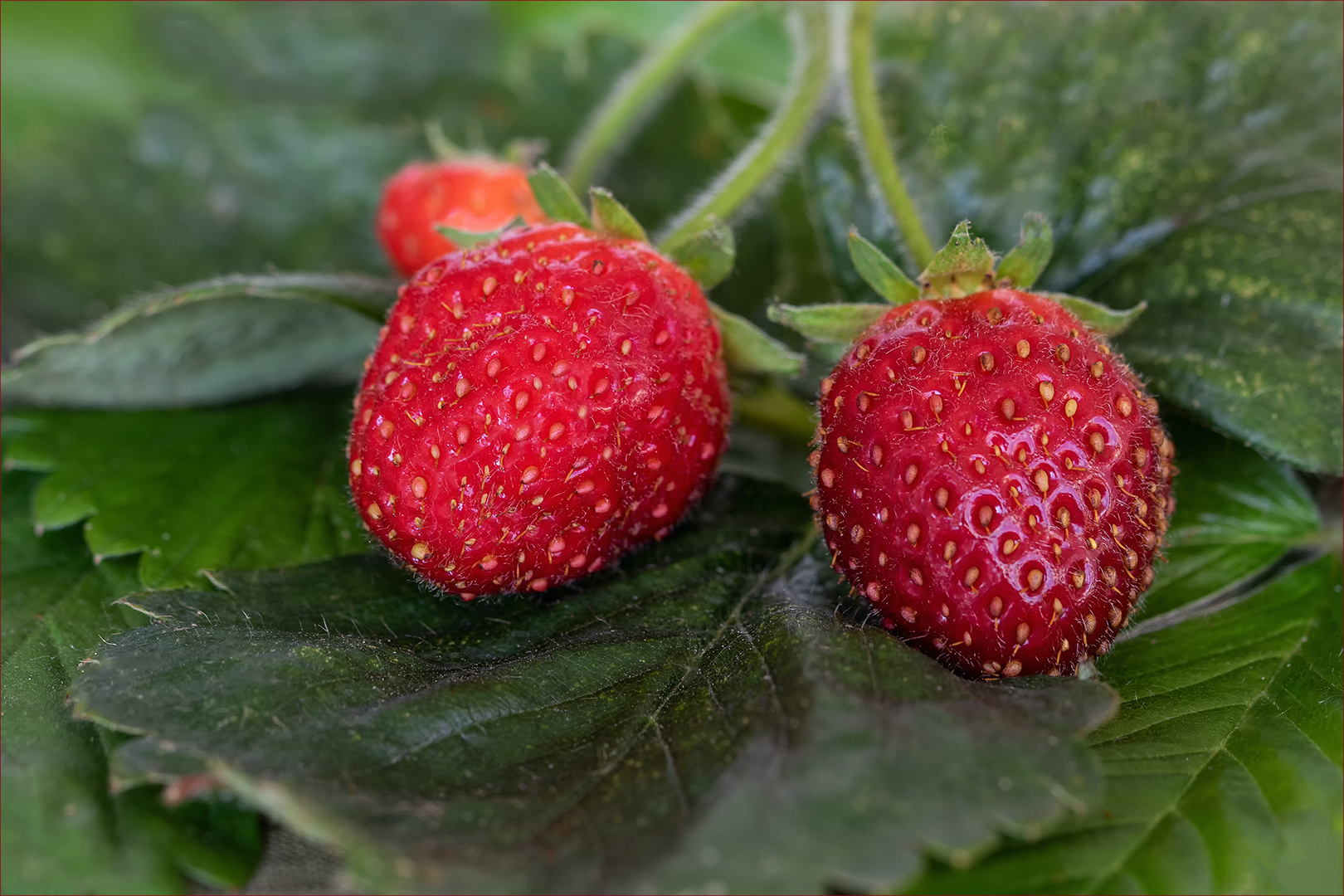 Rote Früchtchen...