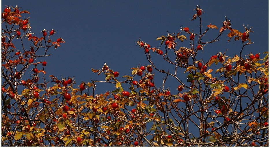 Rote Früchtchen im Herbst