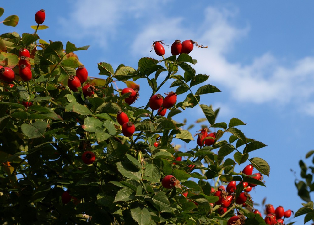 rote Früchtchen und blauer Oktoberhimmel...  (036)