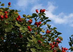 rote Früchtchen und blauer Oktoberhimmel...  (036)