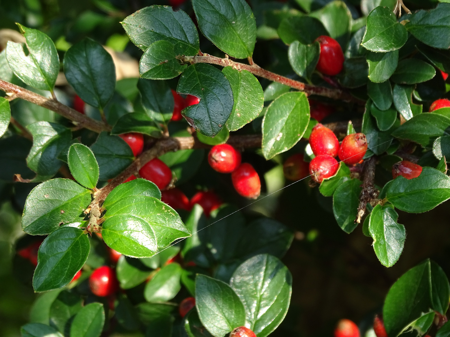 rote Früchte Foto & Bild natur, pflanzen, wildlife Bilder auf