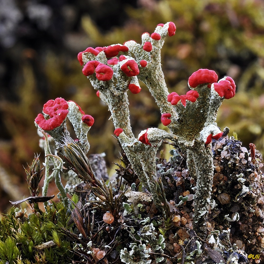 Rote Früchte... Foto &amp; Bild | pflanzen, pilze &amp; flechten, pilze ...