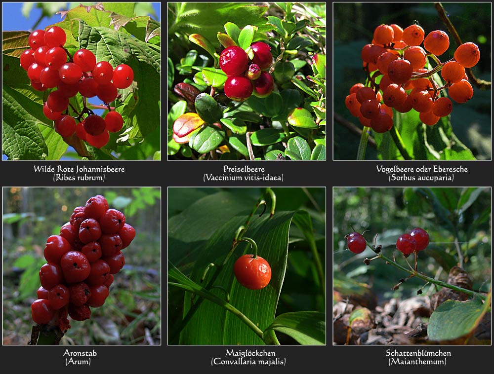 Rote Früchte Foto &amp; Bild | pflanzen, pilze &amp; flechten, früchte und ...