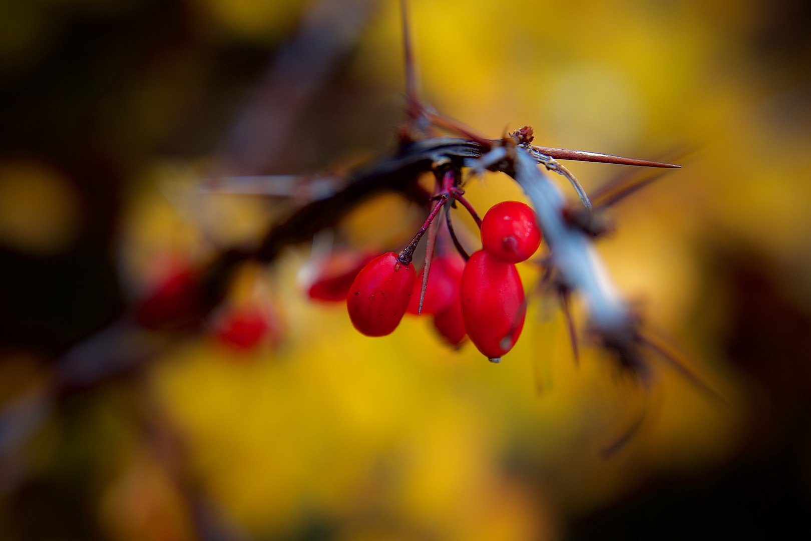 ROTE FRÜCHTE