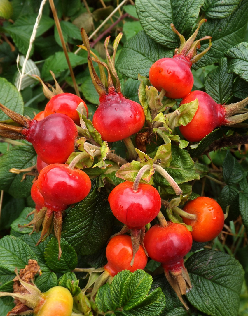 ....rote Früchte .....der Herbst kommt in grossen Schritten