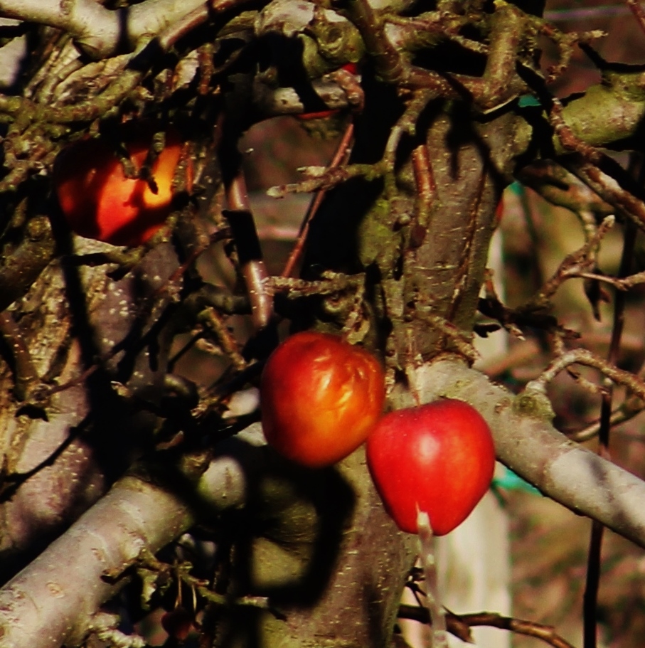 Rote Früchte die  Sonne  und der Winter