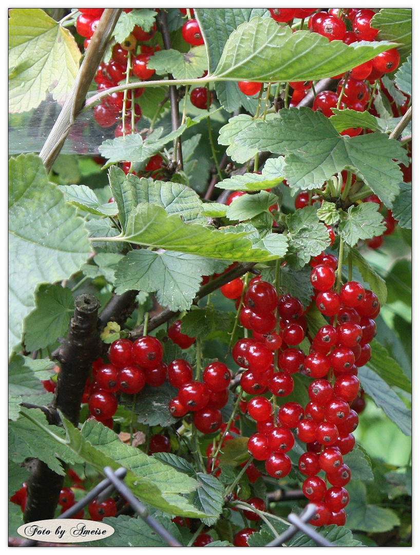 Rote Früchte im Britzer Garten