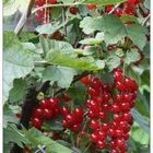Rote Früchte im Britzer Garten