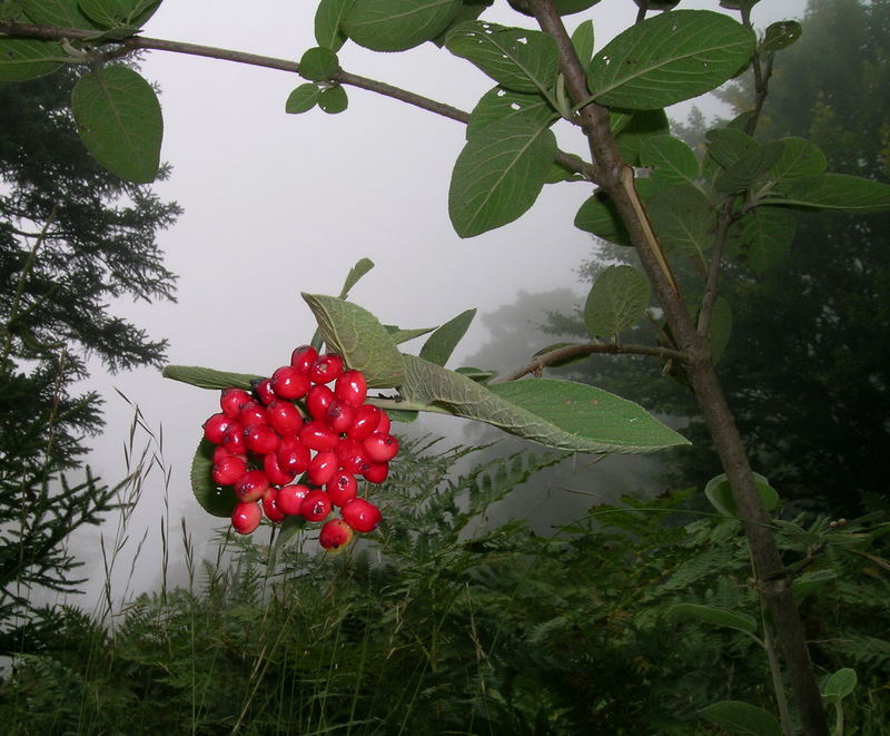 Rote Früchte im Nebelwald