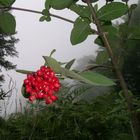 Rote Früchte im Nebelwald