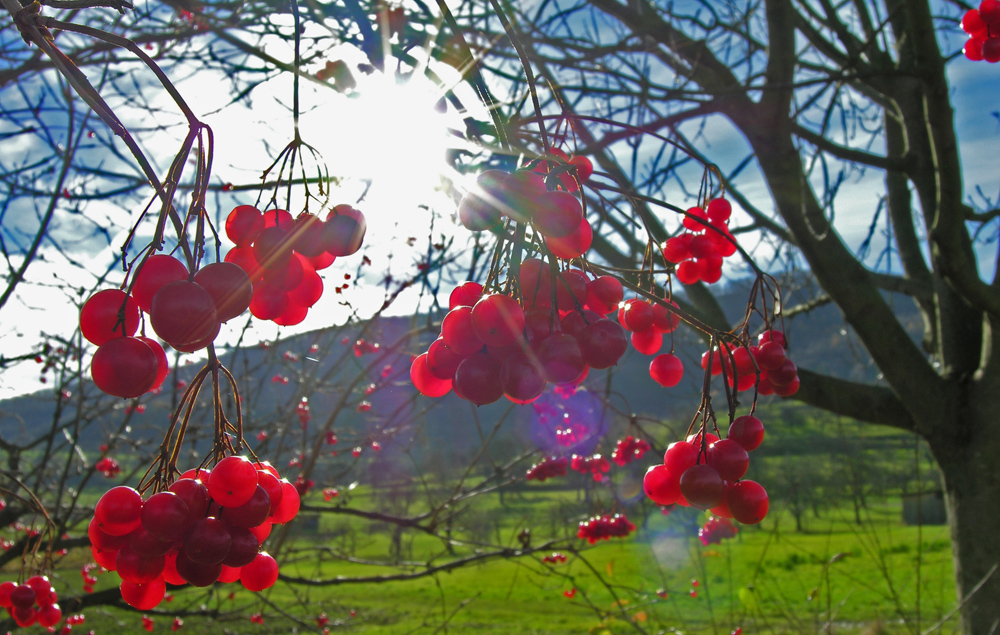 Rote Früchte im Neidlinger Tal