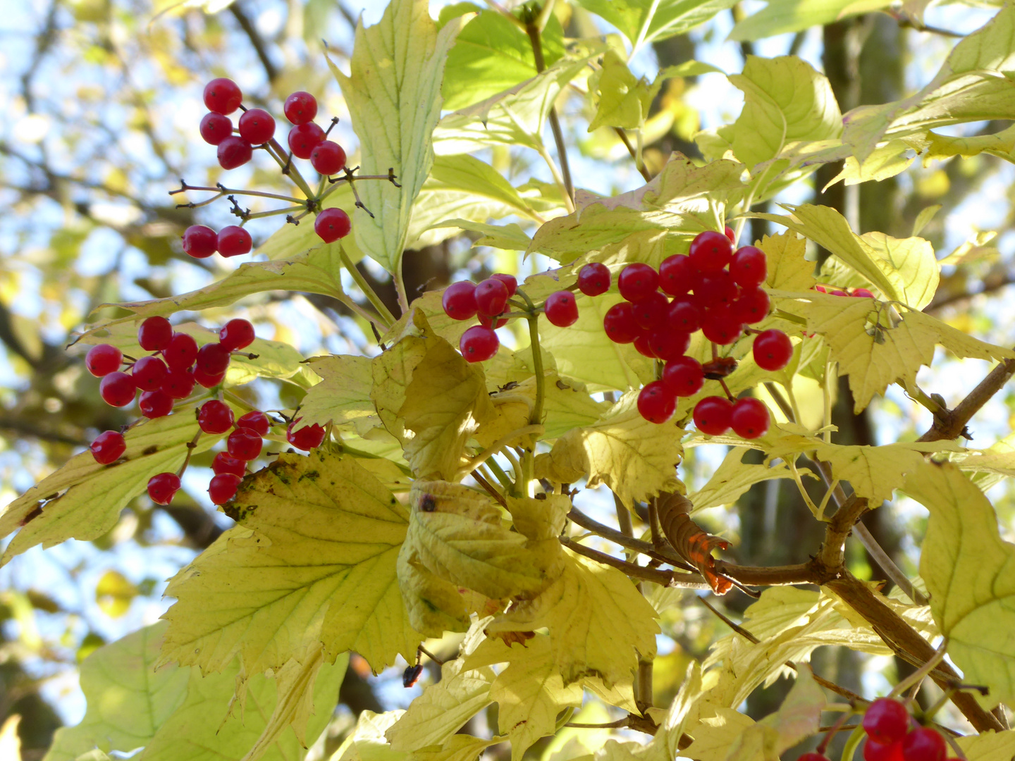 Rote Früchte in gelbem Laub