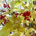 Rote Früchte in gelbem Laub