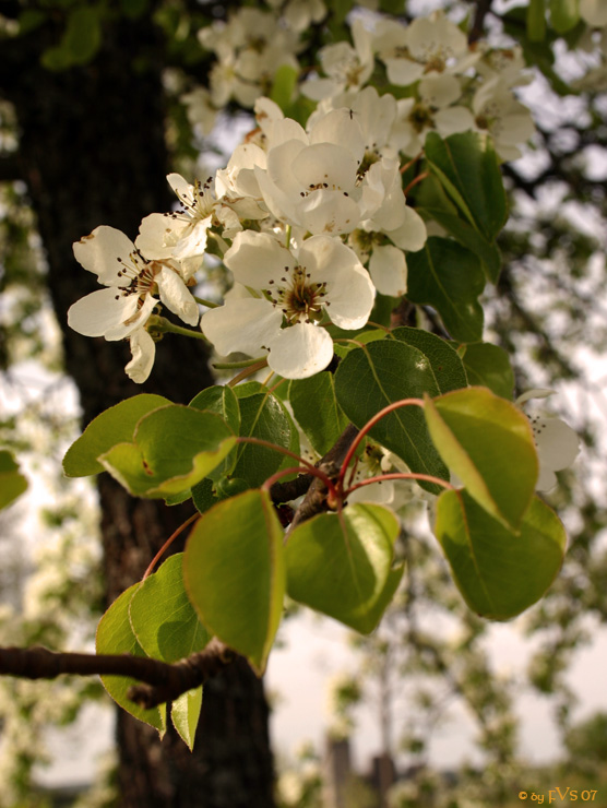 rote früchte in spe