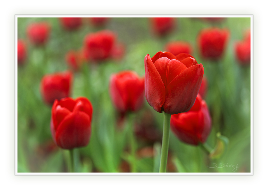 rote Frühlingstupfen