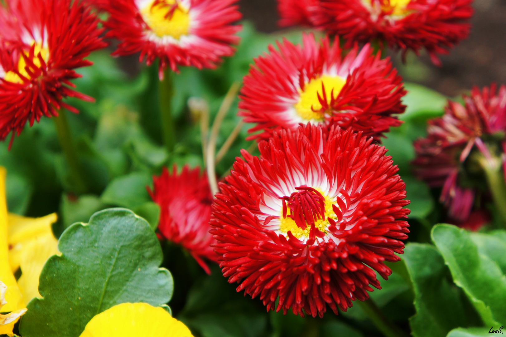 Rote Gänseblümchen