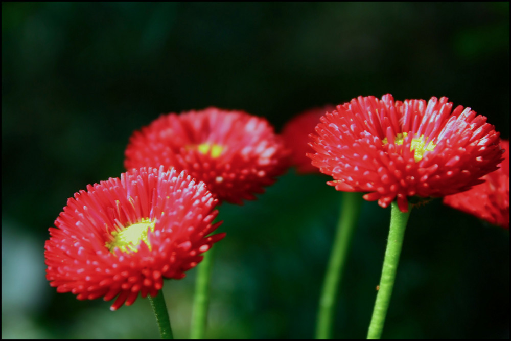 Rote Gänseblümchen