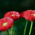 Rote Gänseblümchen