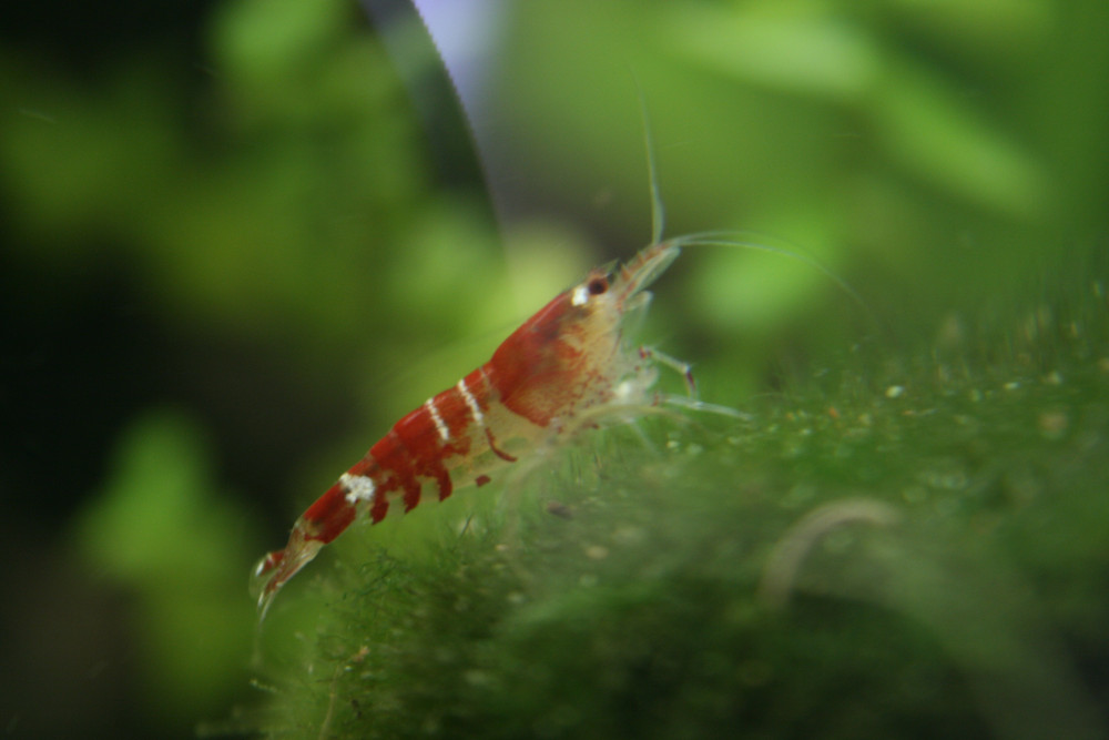 rote garnele im aquarium