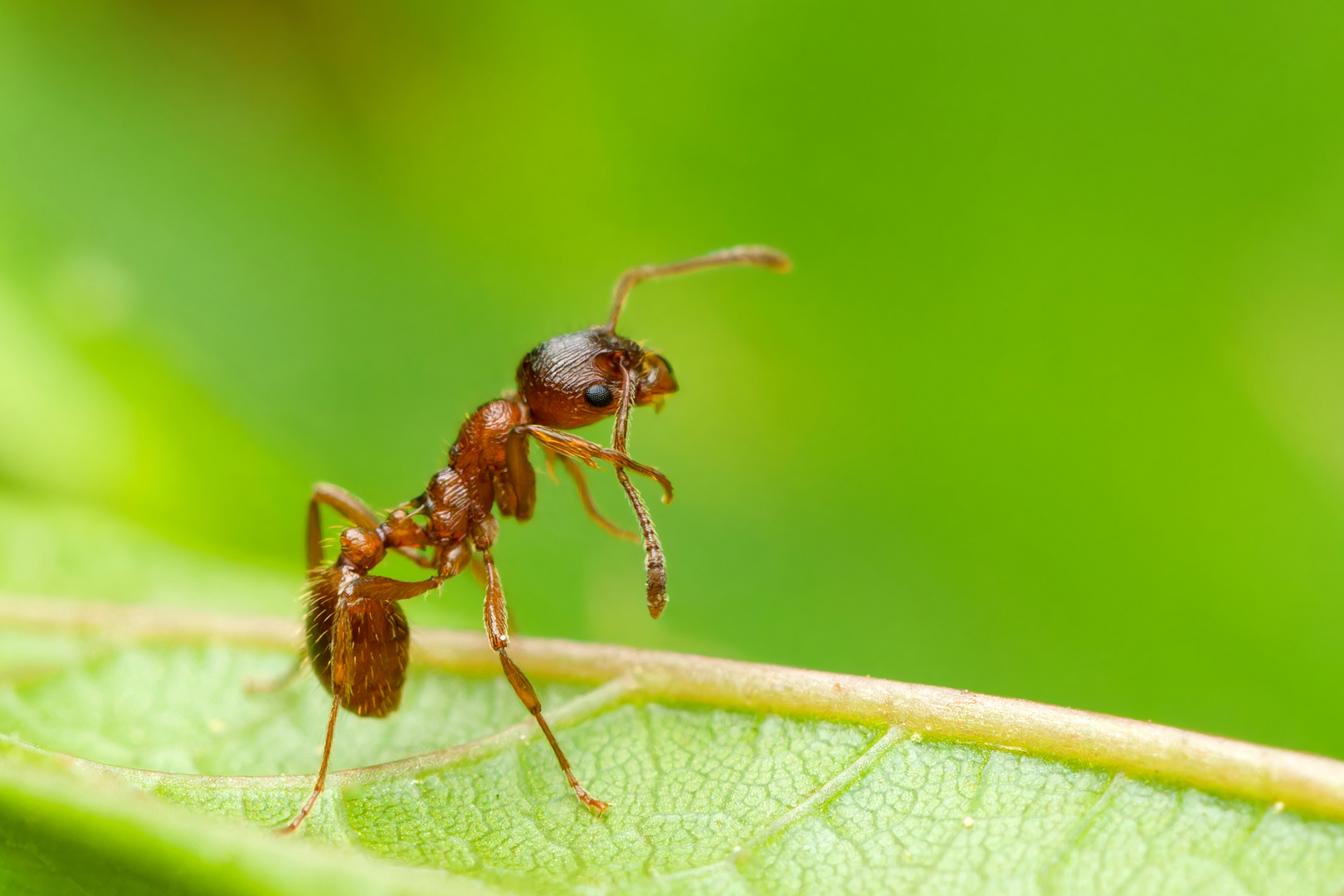 Rote Gartenameise (Myrmica rubra)