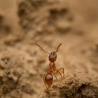 Rote Gartenameise (Myrmica rubra)