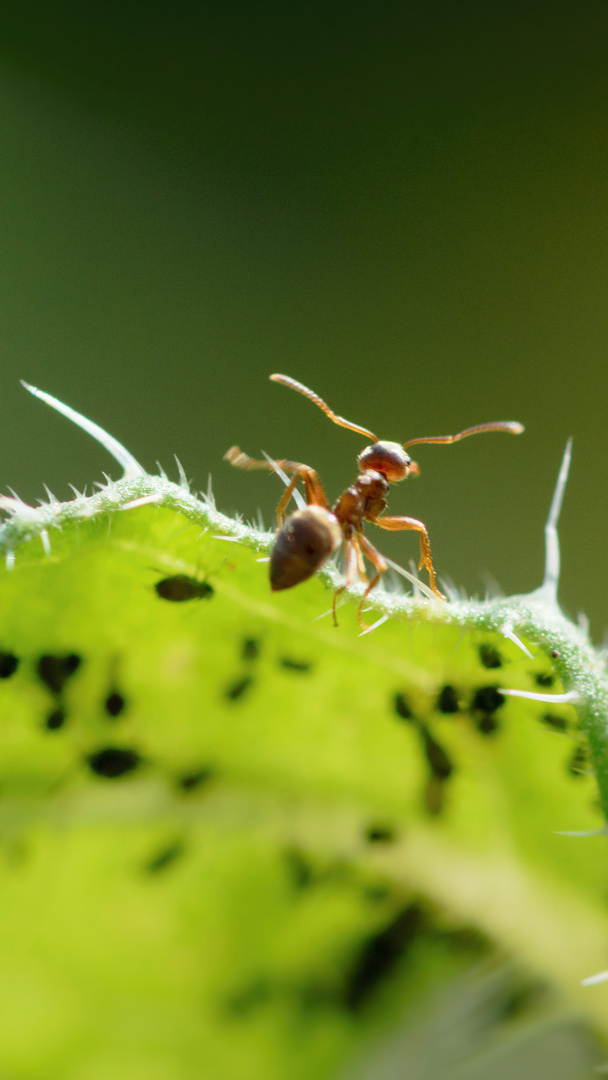 Rote Gartenameise (Myrmica rubra), common red ant