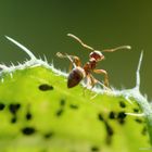 Rote Gartenameise (Myrmica rubra), common red ant