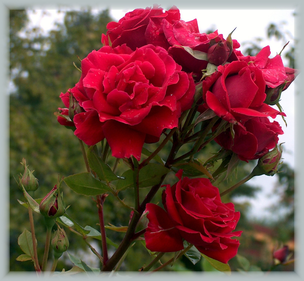 Rote Gartenrosen