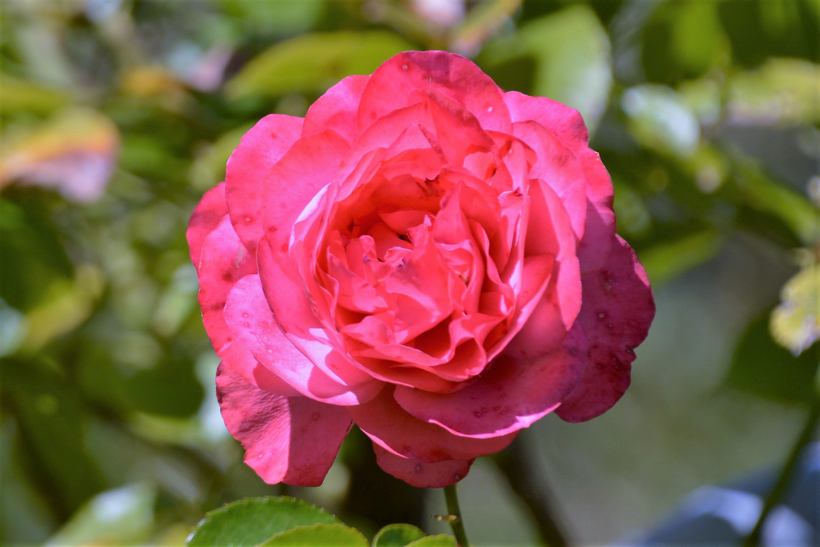 ROTE GEFÜLLTE ROSE