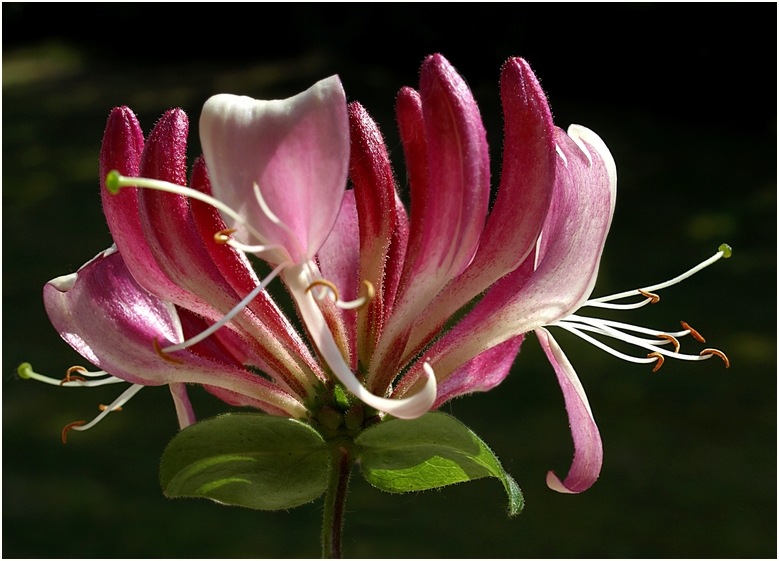 rote Geißblattblüte