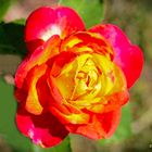 Rote Gelbe Rose 