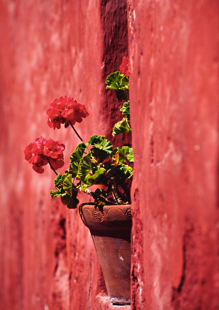 rote Geranie an roter Mauer