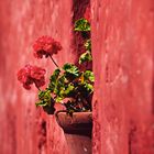 rote Geranie an roter Mauer