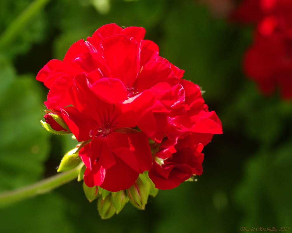 rote Geranienblüte