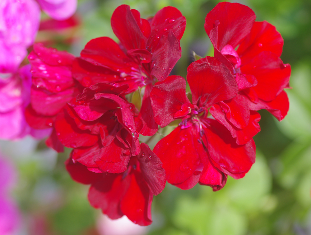 rote Geranienblüte Sommer 2015