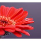 Rote Gerbera #2